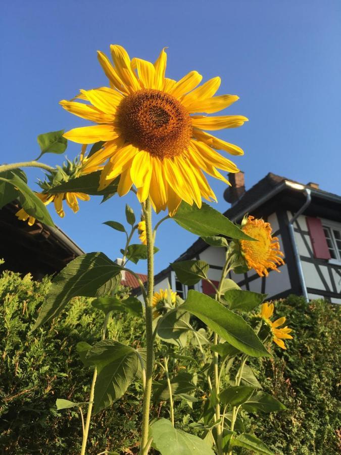 Hotel De Charme 'Zum Schiff' Iffezheim Esterno foto